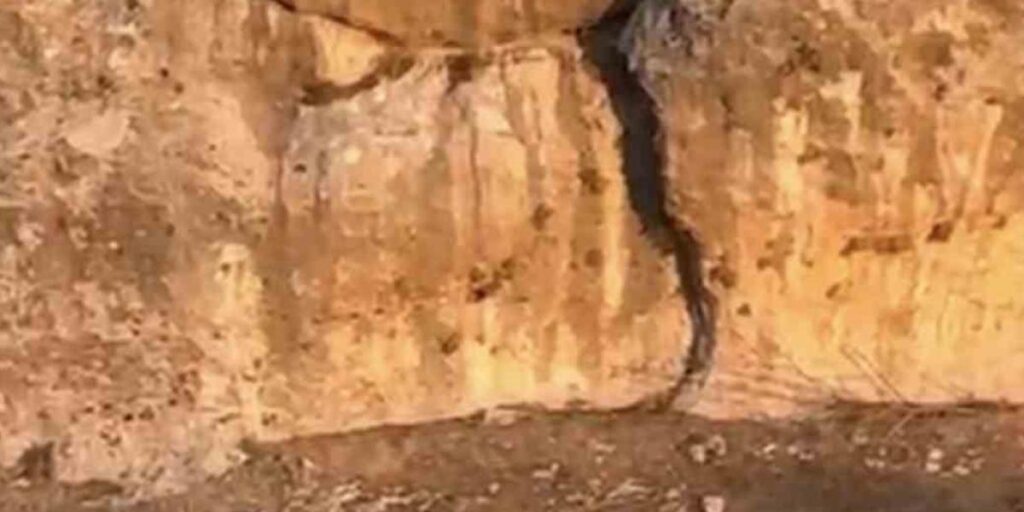 Köpeklerin saldırısına aldırış etmeden yoluna devam etti