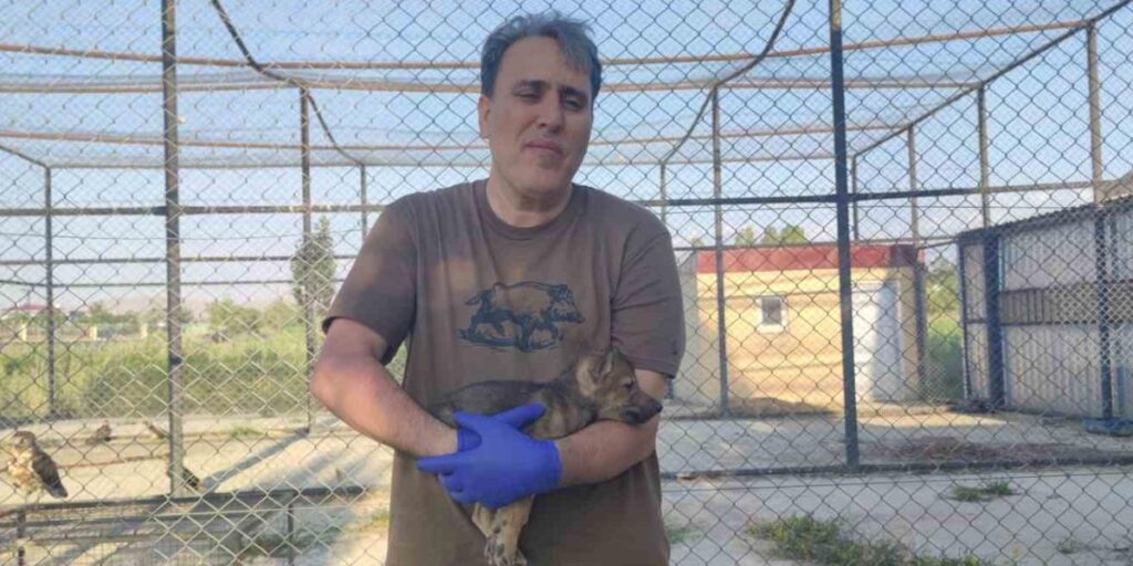 Kurtlar ve köpeklerin akrabalığı araştırılıyor