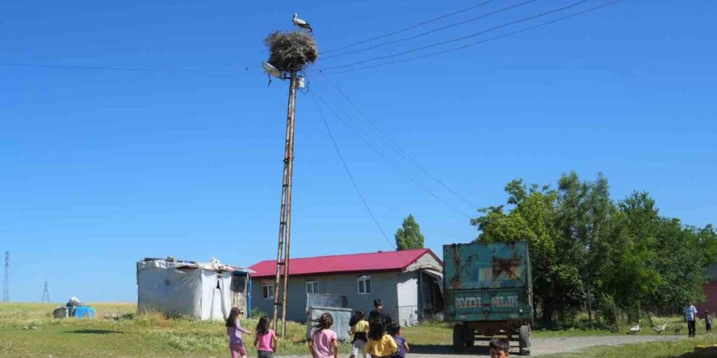 Leylekler Muş Ovası’nda yavrularını büyütüyor