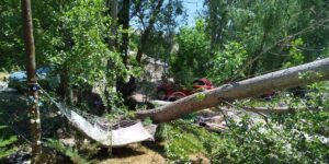 Malatya’da şiddetli fırtına ağaçları devirdi