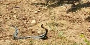 Malatya’da yılanların çiftleşme dansı kamerada