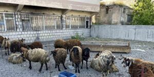 Malazgirt’te küçükbaş kurbanlıklar satışa çıkarıldı