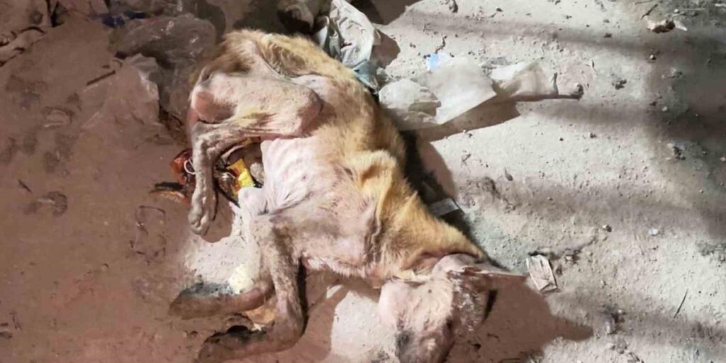 Mardin’de telef olmak üzere bulunan köpek tedavi altına alındı