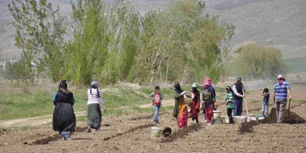 Mevsimlik tarım işçileri tarlalarda rızıklarını çıkarıyor