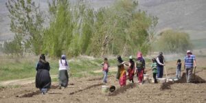 Mevsimlik tarım işçileri tarlalarda rızıklarını çıkarıyor