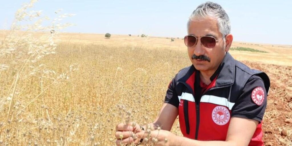 Müdür Akkan çörek otu hasadına katıldı