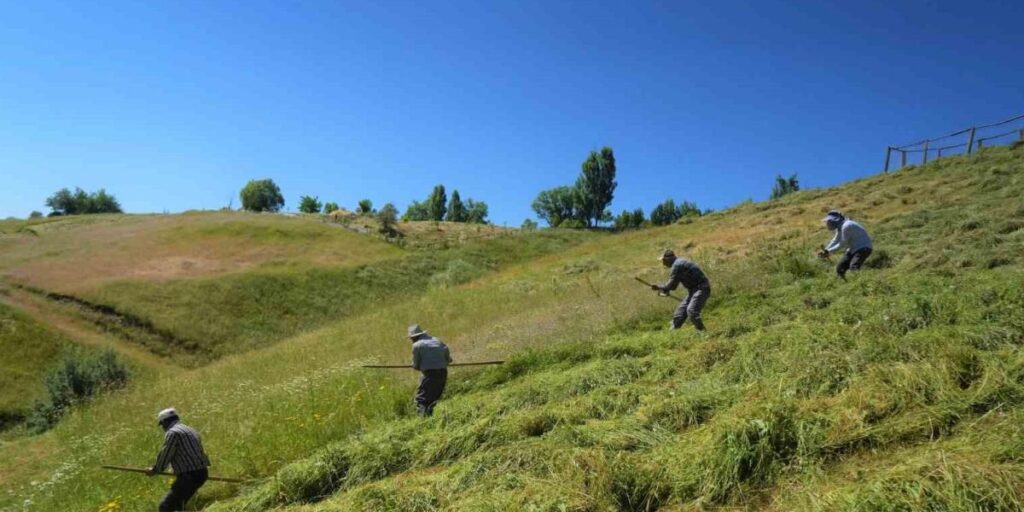 Muş’ta ot biçme sezonu başladı