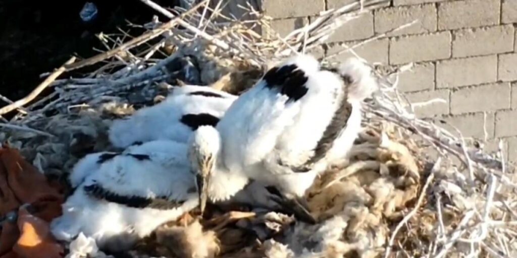 Özalp’ta soğuklara direnen leylekler yavruladı