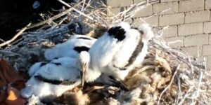 Özalp’ta soğuklara direnen leylekler yavruladı