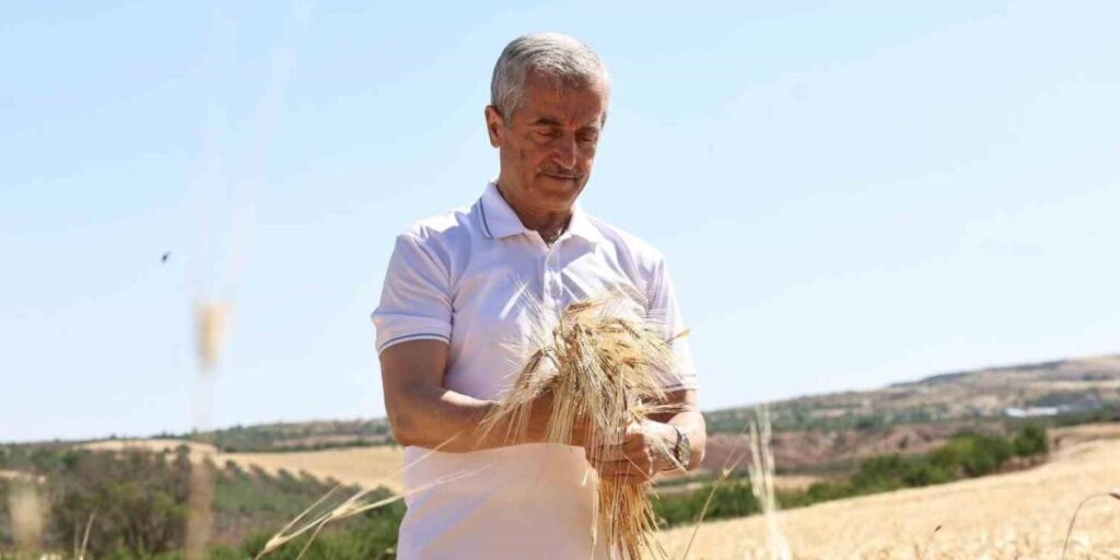 Şahinbey Belediyesi’nin dağıttığı arpalarda hasat sevinci yaşanıyor