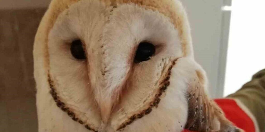 Şanlıurfa’da bitkin halde bulunan peçeli baykuş tedavisinin ardından doğaya salındı