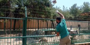 Sıcaktan bunalan yırtıcı hayvanlara buzlu kokteyl