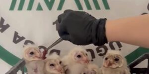 Şırnak’ta 6 peçeli baykuş kurtarıldı