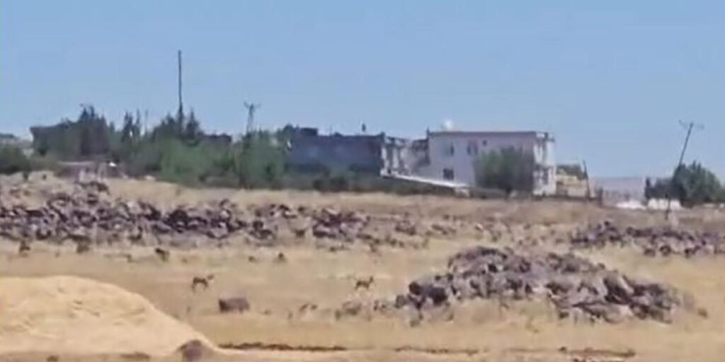 Siverek’te nesli tükenme tehlikesi altındaki ceylanlar görüntülendi