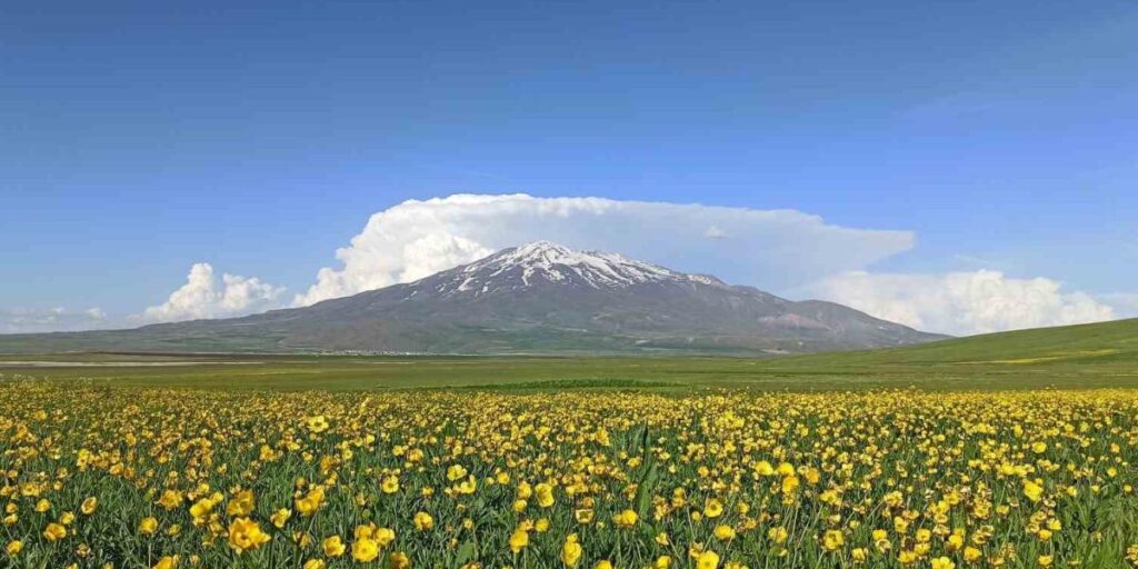 Sütey Yaylası bahar çiçekleriyle renklendi