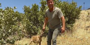 Tel örgülere takılan dağ keçisi kurtarıldı