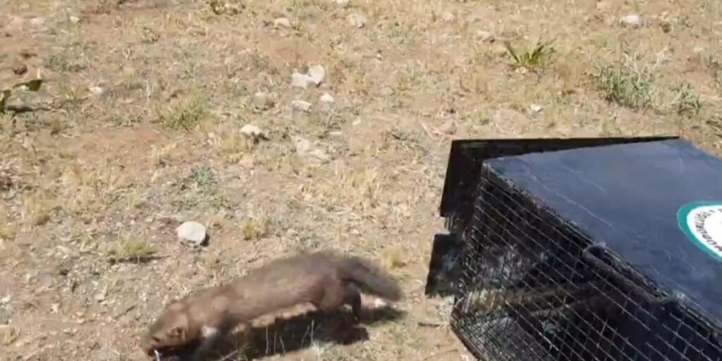 Van’da eve giren 2 sansar yakalanarak doğaya bırakıldı