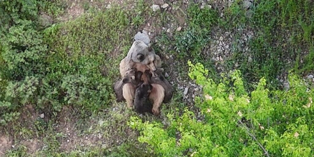 Yavrularını emziren ayı, dronla kaydedildi