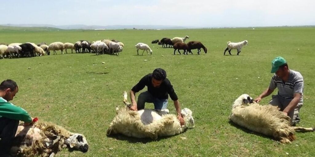 Yaylalarda koyun kırkma zamanı