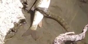 Yılan, avladığı balığı çıkan sesle bıraktı