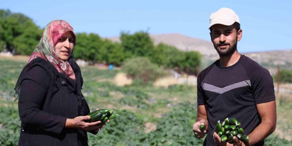 14 yıldır tarladan sofraya: Hal fiyatına organik salatalık