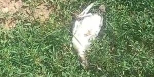 Ağrı’da başıboş köpekler dehşet saçtı: 25 hindi ve tavuk telef oldu