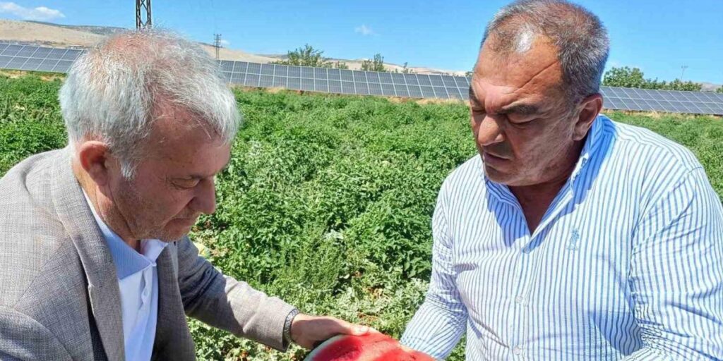 Araban’da karpuz hasadı başladı