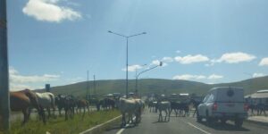 Ardahan’da başıboş atlar trafikte tehlike saçıyor
