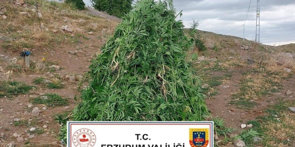 Aşkale’de kenevir operasyonu