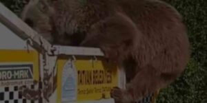 Ayı çöp kamyonetinde yiyecek aradı