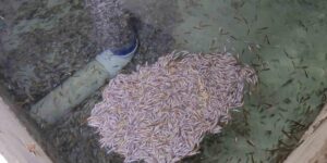 Bağbaşı Mahallesi’ndeki tesiste binlerce yavru alabalık öldü