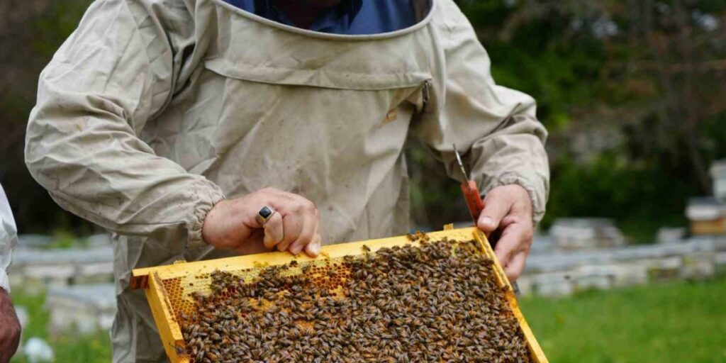 Bal verimi yüzde 40 düştü