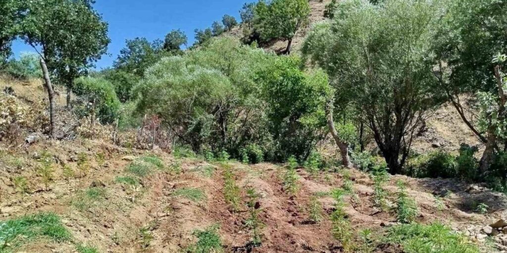 Bingöl’de 4 bin kök kenevir bitkisi ele geçirildi