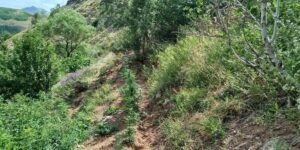 Bingöl’de 843 kök kenevir bitkisi ele geçirildi