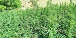 Bingöl’de  bin 400 kök kenevir bitkisi ele geçirildi