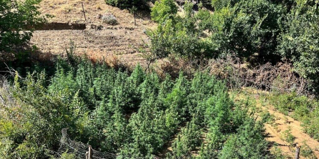 Bingöl’de bin 651 kök kenevir bitkisi ele geçirildi