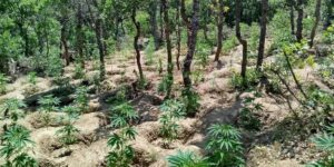 Bingöl’de yaklaşık 6 bin kök kenevir bitkisi ele geçirildi