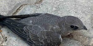 Bitkin halde bulduğu Ebabil kuşunu koruma altına aldı