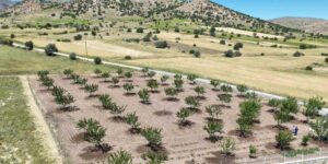 Büyükşehir Belediyesi’nden çiftçilere büyük destek