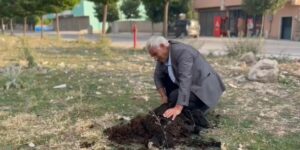 Diyadin’de geleneksel koyun kırkımı devam ediyor