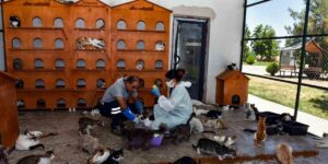 Diyarbakır’da 6 ayda 10 bin hayvan ihbarına müdahale