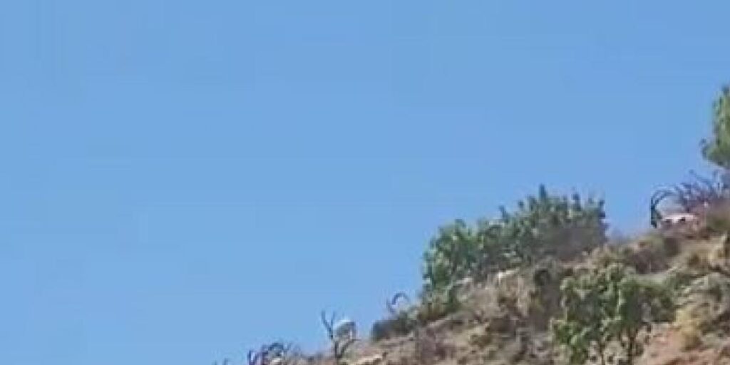 Elazığ’da dağ keçileri sürü halinde görüntülendi