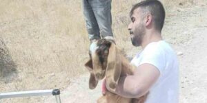 Elazığ’da kuyuya düşen keçi ve koyunları itfaiye kurtardı