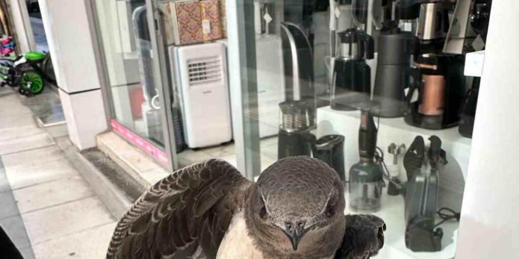 Elazığ’da yaralı ebabil, tedavi altına alındı