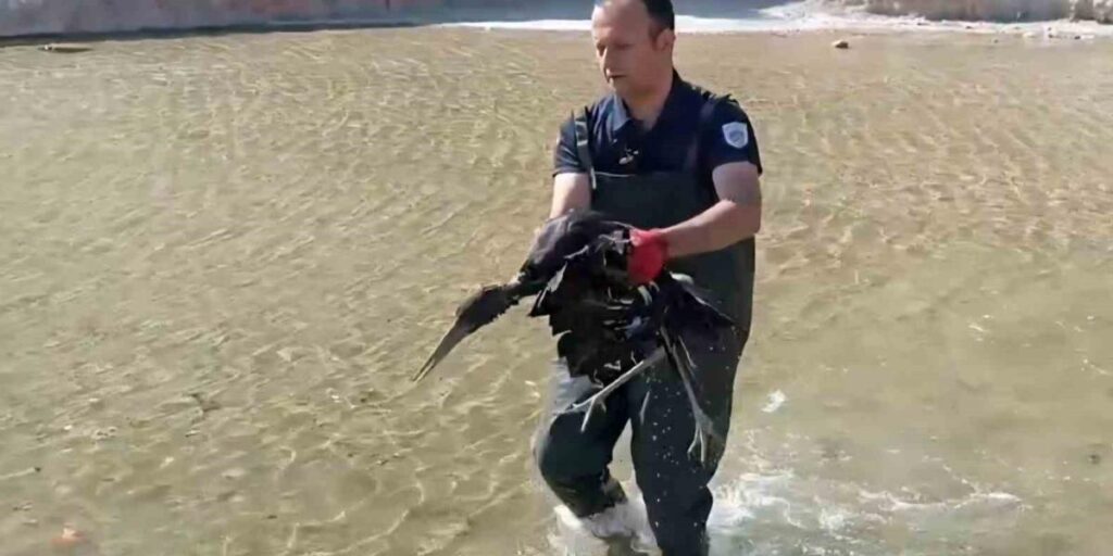 Havuza düşen yaralı leylek koruma altına alındı