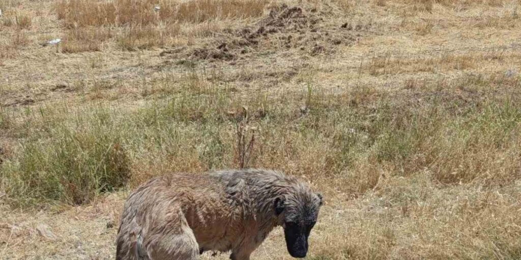 İtfaiye ekipleri kanala düşen köpeği kurtardı