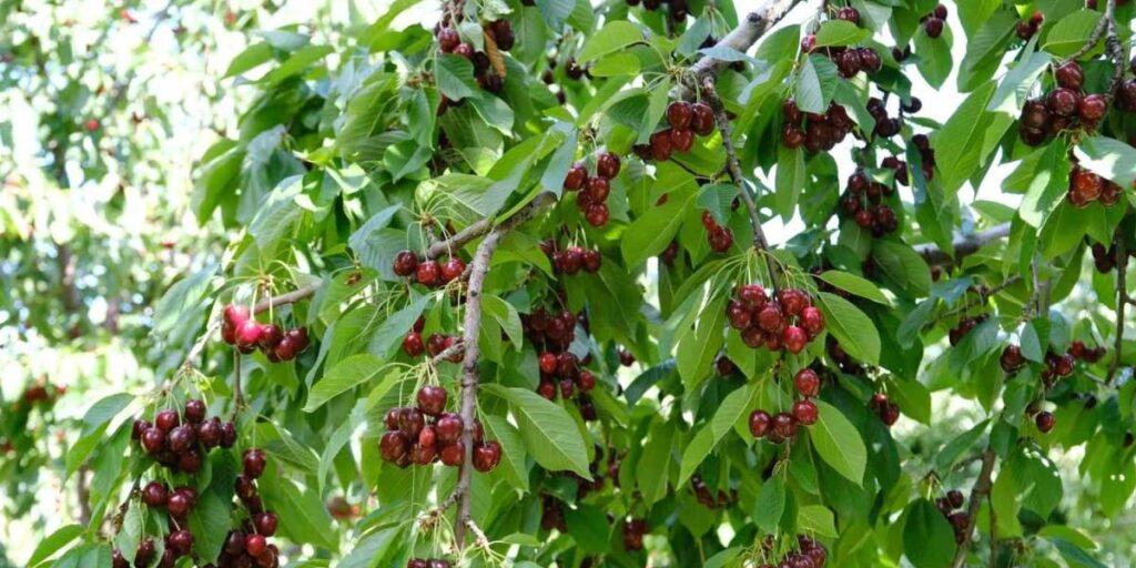 Kirazı zirai don vurdu, rekolte düştü