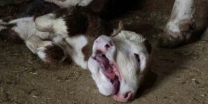 Malatya’da çift başlı doğan buzağı şaşırttı