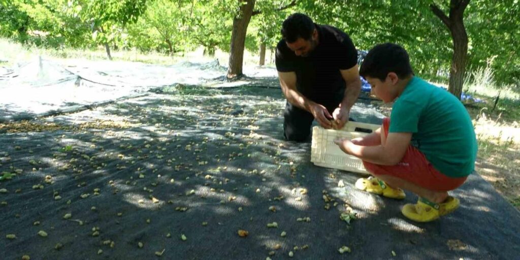 Malatya’da zirai donun vurduğu bölgelerde meyve üretiminde baraj çevresi umut oldu