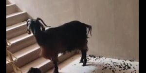 Muş’ta serinlemek için apartmana giren iki keçinin inadı tutunca asansörle indirildi